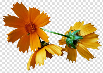 Cut flowers Autumn , flower transparent background PNG clipart