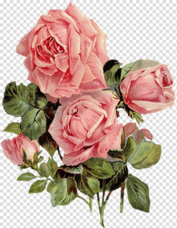 Cut flowers Centifolia roses Yarn Garden roses, Watercolor roses transparent background PNG clipart
