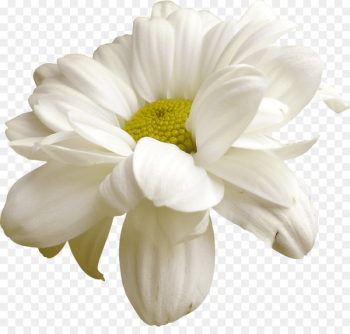 Cut flowers Easter Clip art - white flowers Cut flowers Easter Clip art - white flowers