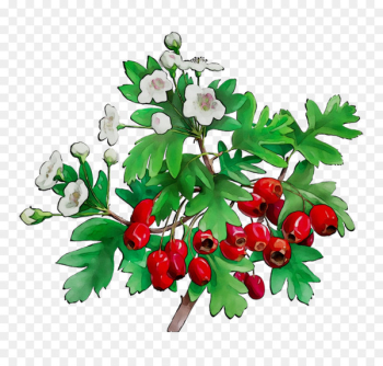 Cut flowers Floral design Fruit - Cut flowers Floral design Fruit -