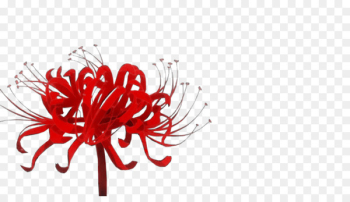 Cut flowers Floral design Graphics - Cut flowers Floral design Graphics -