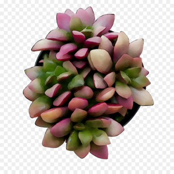 Cut flowers Flower bouquet - Cut flowers Flower bouquet -