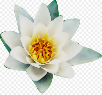 Cut flowers Flowering plant Plants - Cut flowers Flowering plant Plants -