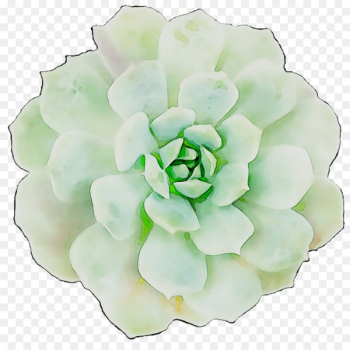 Cut flowers Flowering plant Plants - Cut flowers Flowering plant Plants -