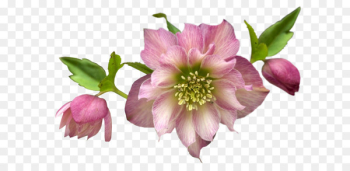 Cut flowers Petal - flower Cut flowers Petal - flower