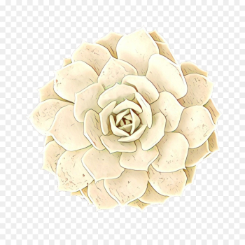 Cut Flowers, Petal, Flower, White PNG