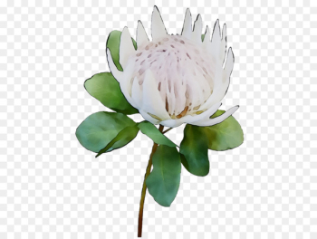 Cut flowers Plant stem Flowering plant Plants - Cut flowers Plant stem Flowering plant Plants -