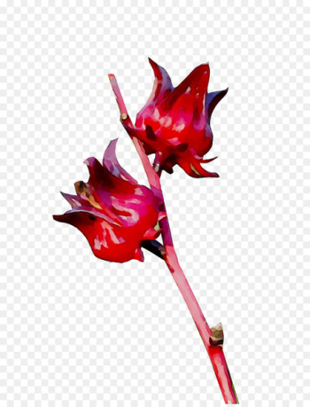 Cut flowers Plant stem Flowering plant Plants - Cut flowers Plant stem Flowering plant Plants -