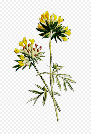 Cut flowers Plant stem Herbaceous plant Subshrub - Cut flowers Plant stem Herbaceous plant Subshrub -