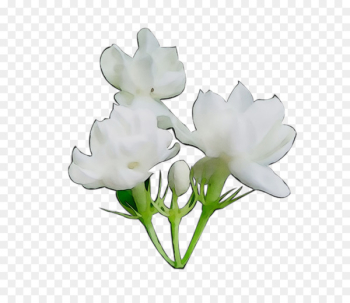 Cut flowers Plant stem Rose Herbaceous plant - Cut flowers Plant stem Rose Herbaceous plant -