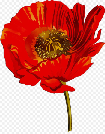 Cut flowers RED.M - Cut flowers RED.M -