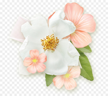 Cut flowers Rose Petal Flower bouquet - flower Cut flowers Rose Petal Flower bouquet - flower