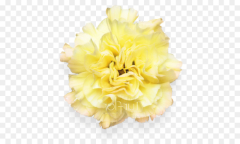 Cut Flowers, Yellow, Petal, Flower PNG Cut Flowers, Yellow, Petal, Flower PNG