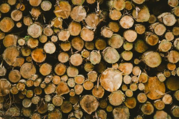 cut logs cut logs