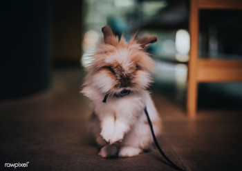 Cute and fluffy lionhead rabbit | Free stock photo - 437419 Cute and fluffy lionhead rabbit | Free stock photo - 437419