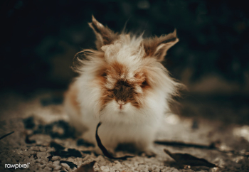 Cute and fluffy lionhead rabbit | Free stock photo - 437424 Cute and fluffy lionhead rabbit | Free stock photo - 437424
