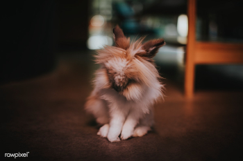 Cute and fluffy lionhead rabbit | Free stock photo - 437437 Cute and fluffy lionhead rabbit | Free stock photo - 437437