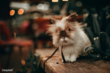 Cute and fluffy lionhead rabbit | Free stock photo - 437507 Cute and fluffy lionhead rabbit | Free stock photo - 437507