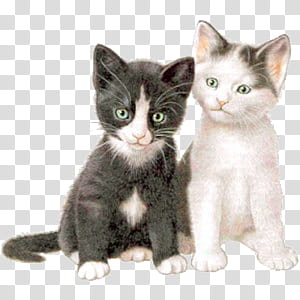 Cute animals II, black and white kittens transparent background PNG clipart Cute animals II, black and white kittens transparent background PNG clipart