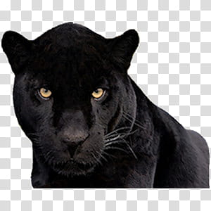 Cute animals II, black panther transparent background PNG clipart Cute animals II, black panther transparent background PNG clipart