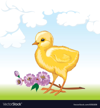 Cute Baby Chick vector image Cute Baby Chick vector image