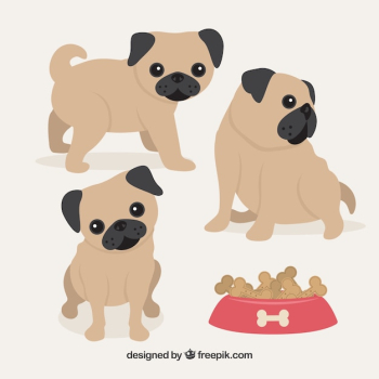 Cute baby pug dogs Cute baby pug dogs