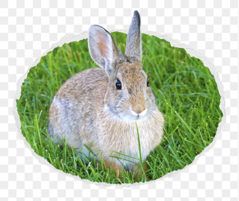 Cute bunny png sticker, animal | Free PNG - rawpixel Cute bunny png sticker, animal | Free PNG - rawpixel