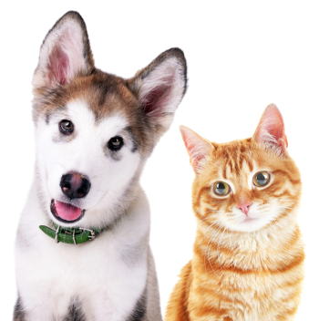 Cute cat and dog isolated on white Cute cat and dog isolated on white