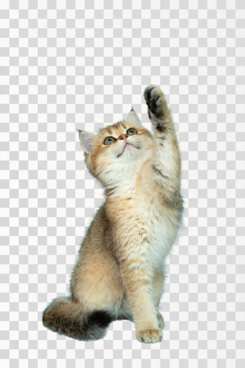 Cute cat, kitten PNG transparent