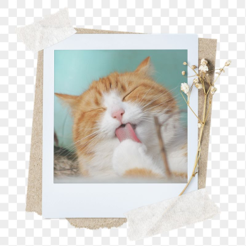 Cute cat png sticker instant | Free PNG - rawpixel