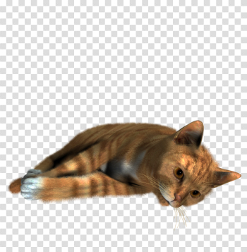 Cute Cat Sleeping Png | PNG Images Download | Cute Cat Sleeping ...