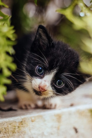 Cute Curious Cat Cute Curious Cat