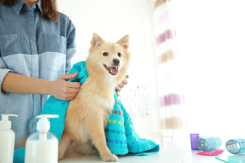 Cute dog at groomer salon