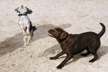 Cute Dogs Cute Dogs