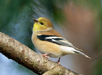 Cute Finch.jpg Cute Finch.jpg