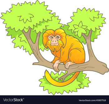 cute funny monkey cute funny monkey