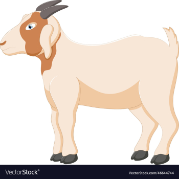 cute goat cartoon isolated on white cute goat cartoon isolated on white