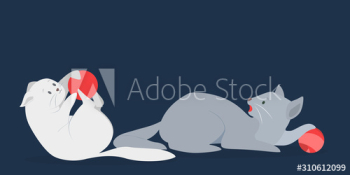 Cute grey and white cats in different position Cute grey and white cats in different position