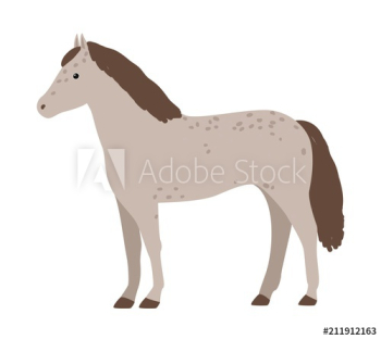 Cute grey horse isolated on white background Cute grey horse isolated on white background