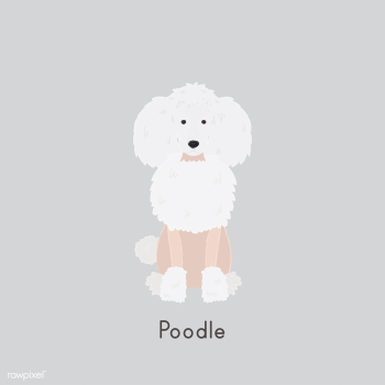 Cute illustration of a poodle dog | Free stock vector - 60435 Cute illustration of a poodle dog | Free stock vector - 60435