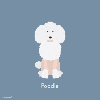 Cute illustration of a poodle dog | Free stock vector - 60452 Cute illustration of a poodle dog | Free stock vector - 60452