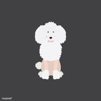 Cute illustration of a poodle dog | Free stock vector - 60574 Cute illustration of a poodle dog | Free stock vector - 60574