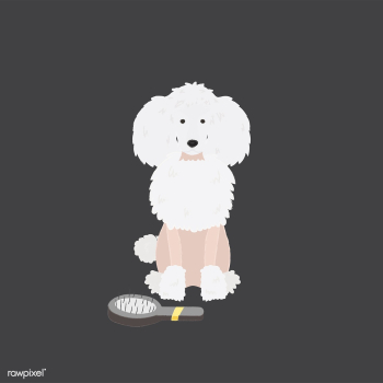 Cute illustration of a poodle dog | Free stock vector - 60587 Cute illustration of a poodle dog | Free stock vector - 60587
