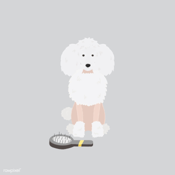 Cute illustration of a poodle dog | Free stock vector - 60634 Cute illustration of a poodle dog | Free stock vector - 60634