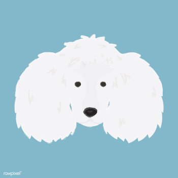 Cute illustration of a poodle dog | Free stock vector - 60688 Cute illustration of a poodle dog | Free stock vector - 60688
