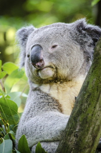 Cute koala bear, Australian animal. | Free Photo - rawpixel Cute koala bear, Australian animal. | Free Photo - rawpixel