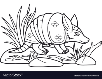 cute little armadillo