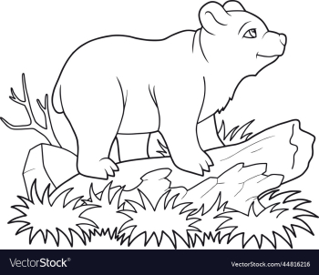 cute little bear cute little bear