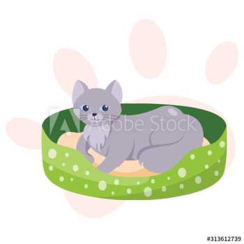 Cute little cat lying in cat bed Cute little cat lying in cat bed