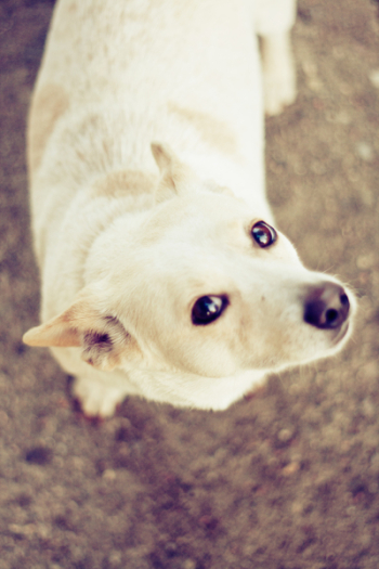 Cute pet Cute pet